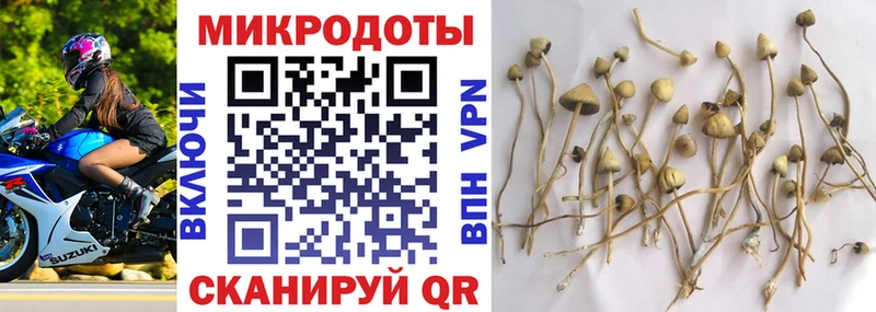 Галлюциногенные грибы Psilocybine cubensis  Качканар 